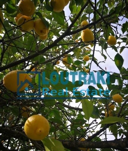 ΟΙΚΟΠΕΔΟ ΞΥΛΟΚΑΣΤΡΟ  ΚΟΡΙΝΘΙΑΣ